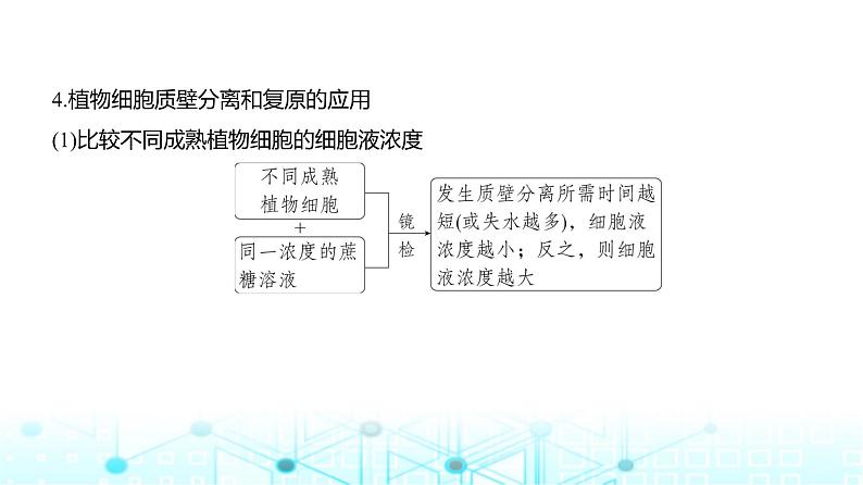 新高考生物总复习专题3细胞的物质输入与输出教学课件08