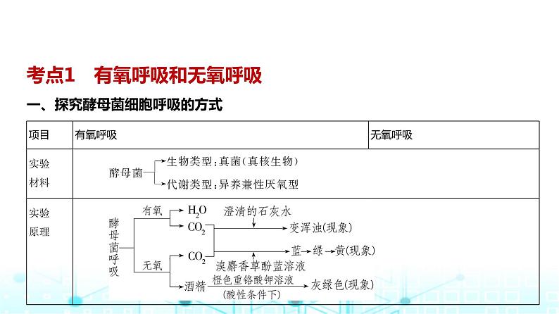 新高考生物总复习专题5细胞呼吸教学课件02