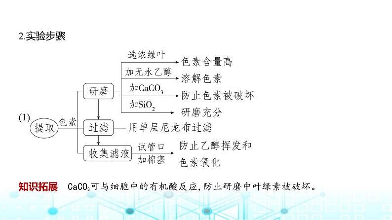 新高考生物总复习专题6光合作用教学课件第3页