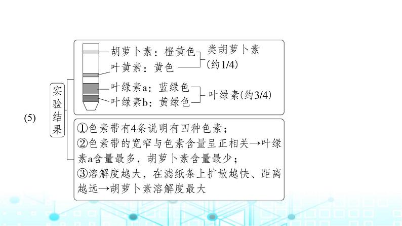 新高考生物总复习专题6光合作用教学课件第5页