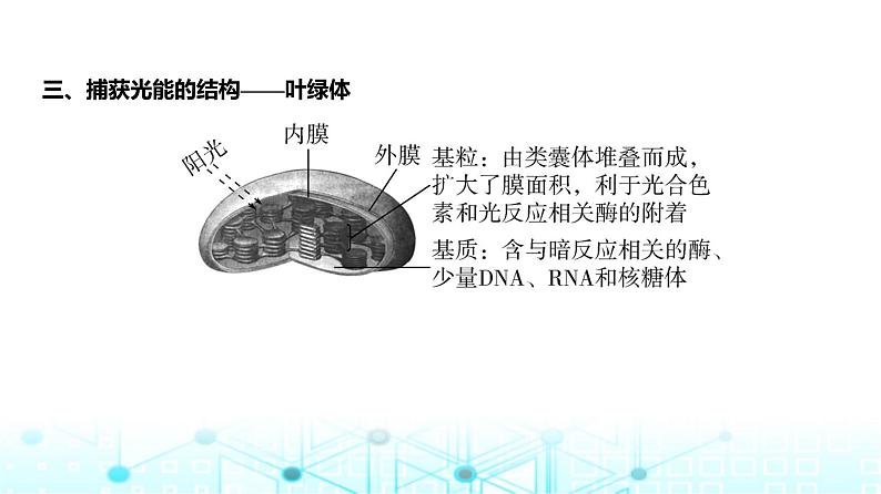 新高考生物总复习专题6光合作用教学课件第7页