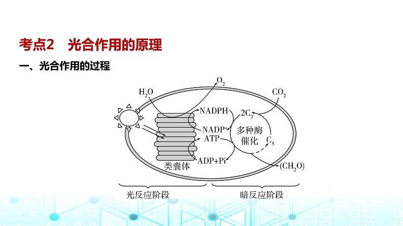 新高考生物总复习专题6光合作用教学课件第8页