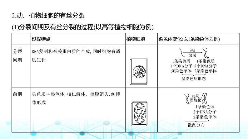 新高考生物总复习专题7细胞的生命历程教学课件04