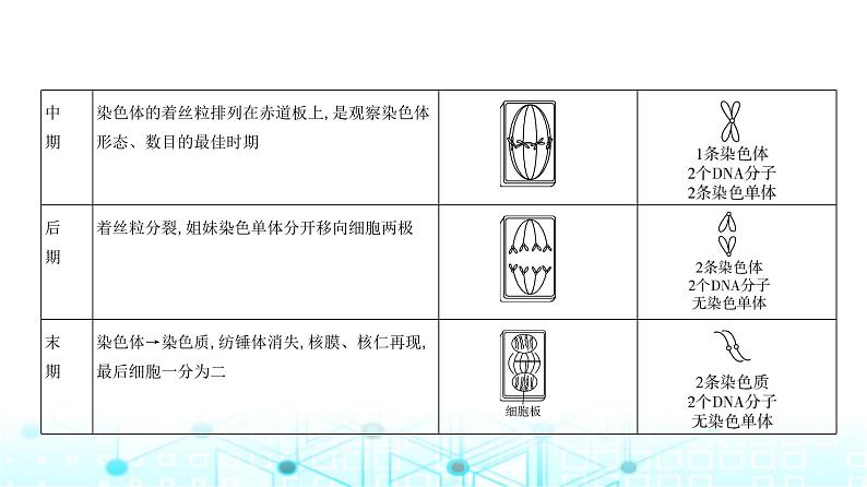 新高考生物总复习专题7细胞的生命历程教学课件05