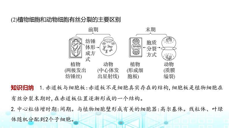 新高考生物总复习专题7细胞的生命历程教学课件07