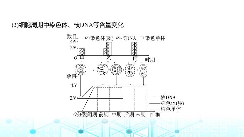 新高考生物总复习专题7细胞的生命历程教学课件08