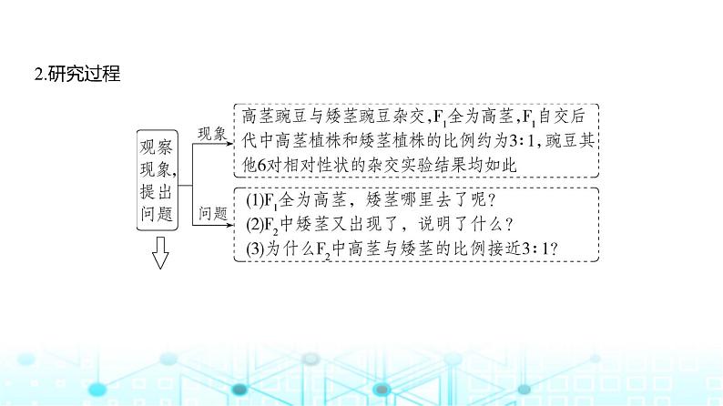 新高考生物总复习专题8分离定律和自由组合定律教学课件第3页