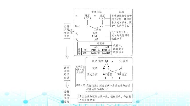 新高考生物总复习专题8分离定律和自由组合定律教学课件第4页