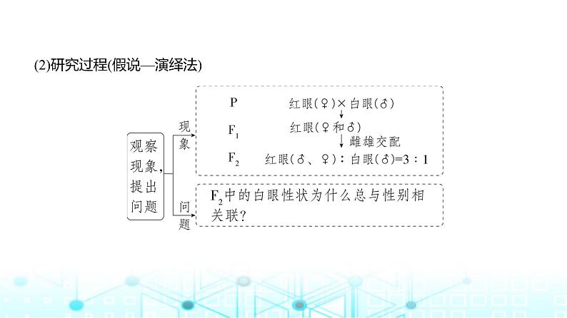 新高考生物总复习专题9伴性遗传与人类遗传病教学课件第3页