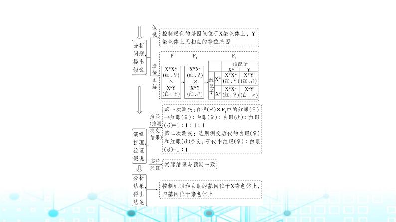 新高考生物总复习专题9伴性遗传与人类遗传病教学课件第4页