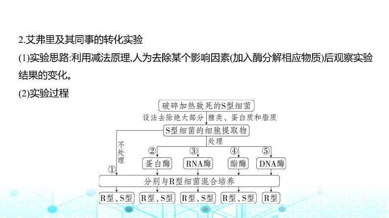 新高考生物总复习专题10遗传的分子基础教学课件04