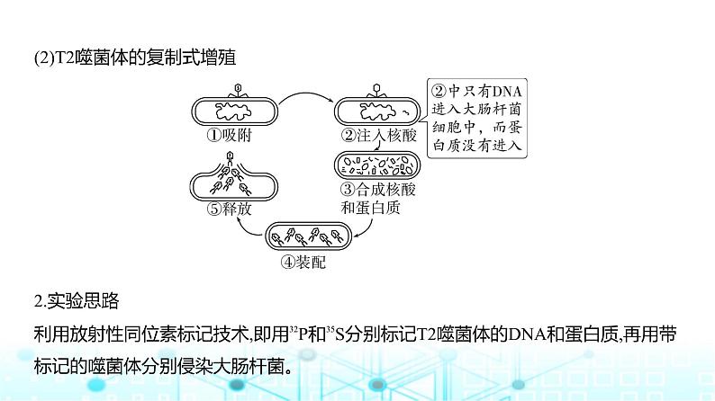 新高考生物总复习专题10遗传的分子基础教学课件07