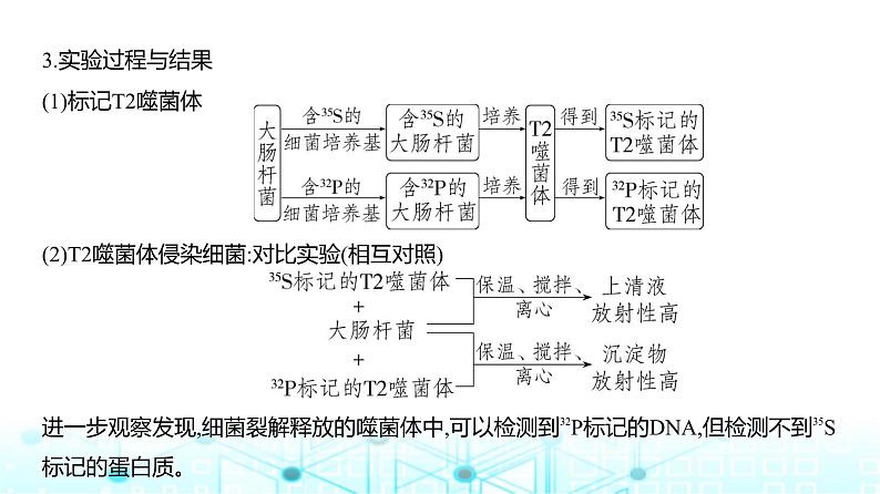 新高考生物总复习专题10遗传的分子基础教学课件08