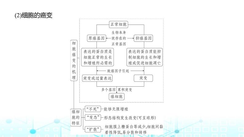 新高考生物总复习专题11生物的变异与进化教学课件第4页