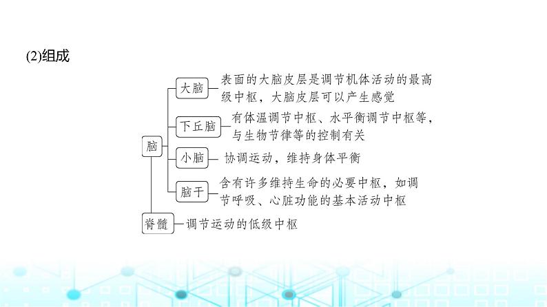 新高考生物总复习专题13神经调节教学课件第3页