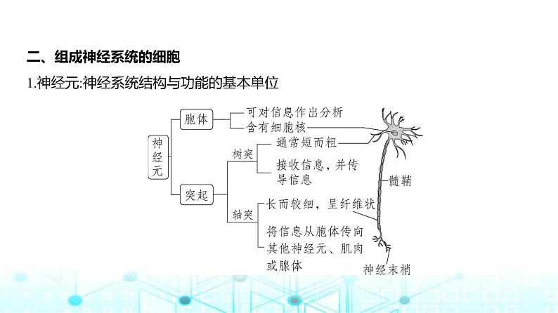 新高考生物总复习专题13神经调节教学课件第5页