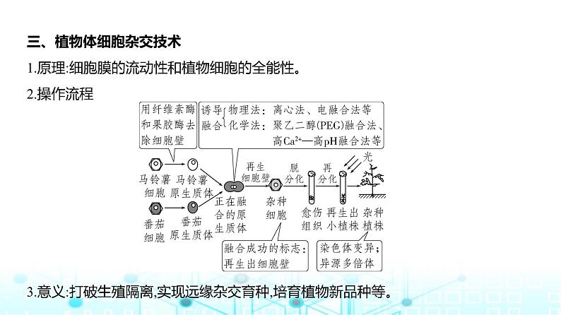 新高考生物总复习专题21细胞工程教学课件07