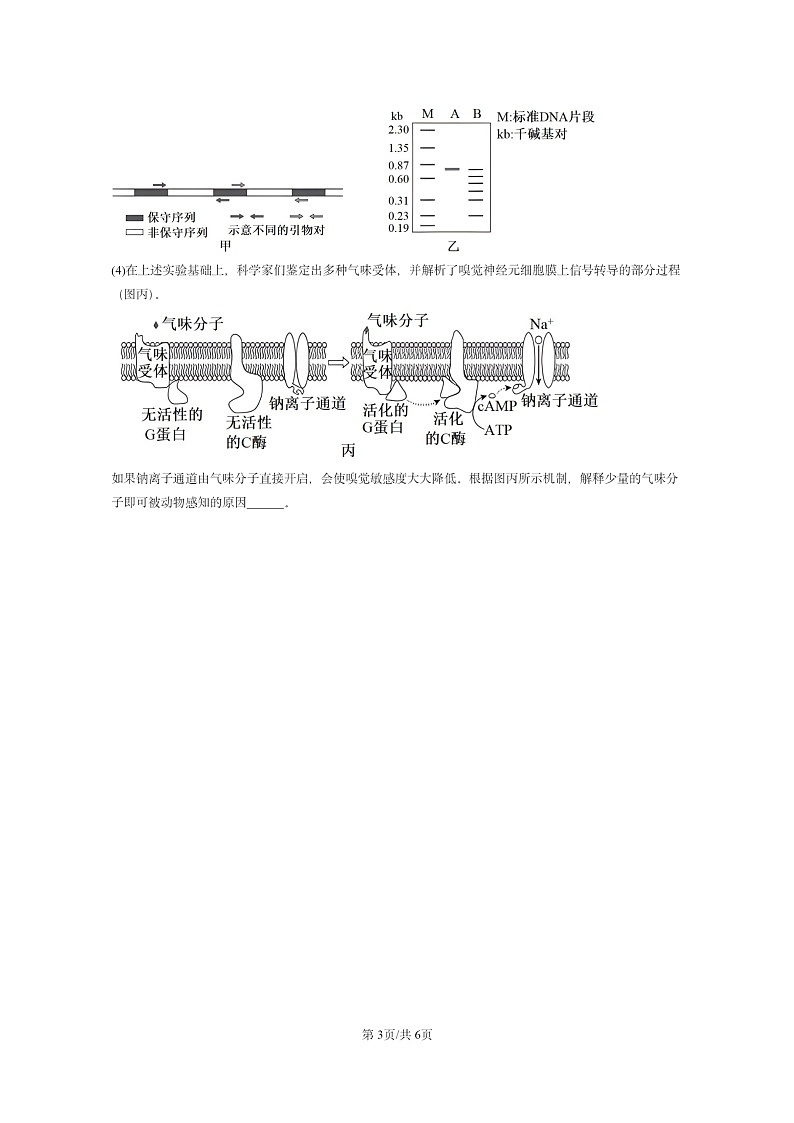 [生物]2024北京高考真题生物分类汇编：稳态与调节第3页