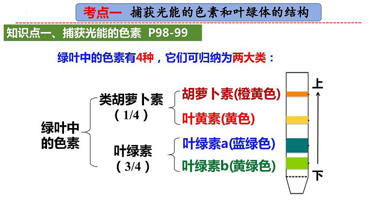 2025届高考生物一轮复习课件：光合作用第2页