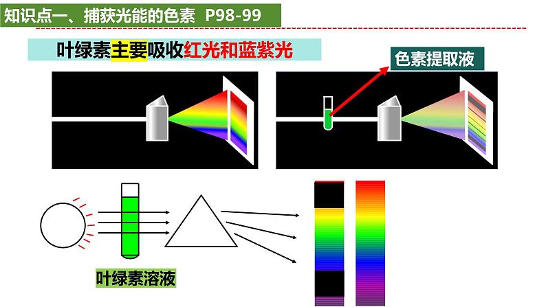 2025届高考生物一轮复习课件：光合作用第3页