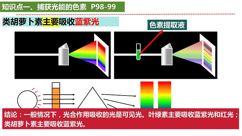 2025届高考生物一轮复习课件：光合作用第4页