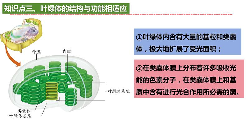 2025届高考生物一轮复习课件：光合作用第6页