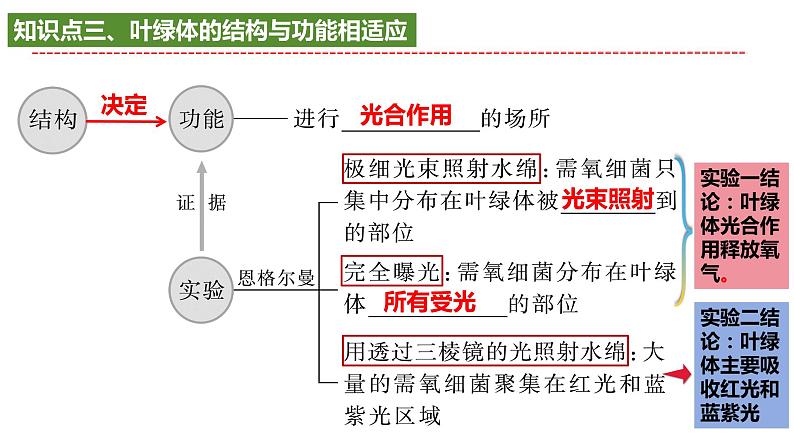 2025届高考生物一轮复习课件：光合作用第7页