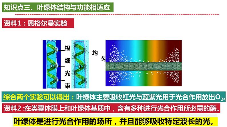 2025届高考生物一轮复习课件：光合作用第8页