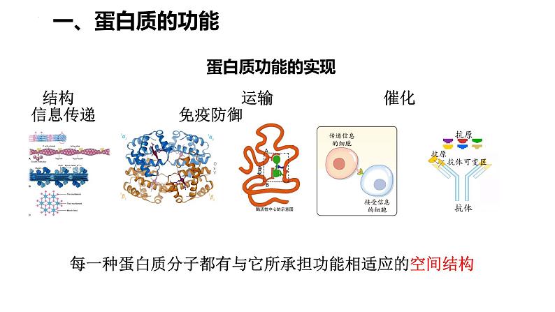 人教版（2019）高中生物必修一第二章第4节 蛋白质是生命活动的主要承担者-课件第4页