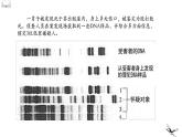 人教版（2019）高中生物必修一第二章第5节 核酸是遗传信息的携带者-课件