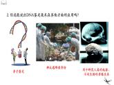 人教版（2019）高中生物必修一第二章第5节 核酸是遗传信息的携带者-课件