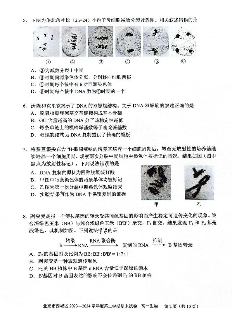 北京西城2023-2024高一下学期期末生物试卷及答案第2页