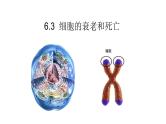 人教版（2019）高中生物必修一第六章第3节 细胞的衰老和死亡-课件