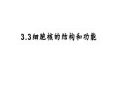 人教版（2019）高中生物必修一第三章第3节 细胞核的结构和功能-课件