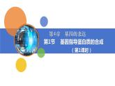 人教版（2019）高中生物必修二第四章第1节基因指导蛋白质合成1课时课件