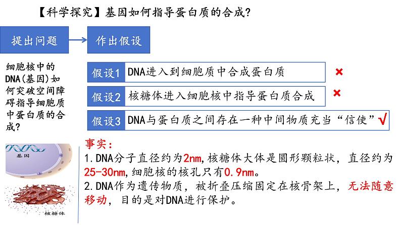 人教版（2019）高中生物必修二第四章第1节基因指导蛋白质合成1课时课件第6页