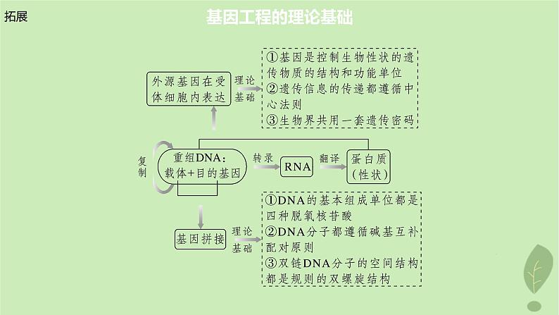 2024届高考生物一轮复习第十单元生物技术与工程第6课时基因工程的基本工具和基本操作程序课件（苏教版）第5页