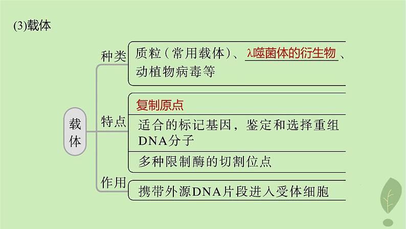 2024届高考生物一轮复习第十单元生物技术与工程第6课时基因工程的基本工具和基本操作程序课件（苏教版）第8页