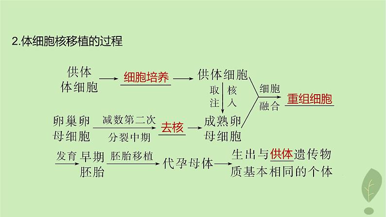 2024届高考生物一轮复习第十单元生物技术与工程第4课时动物细胞工程课件（苏教版）05