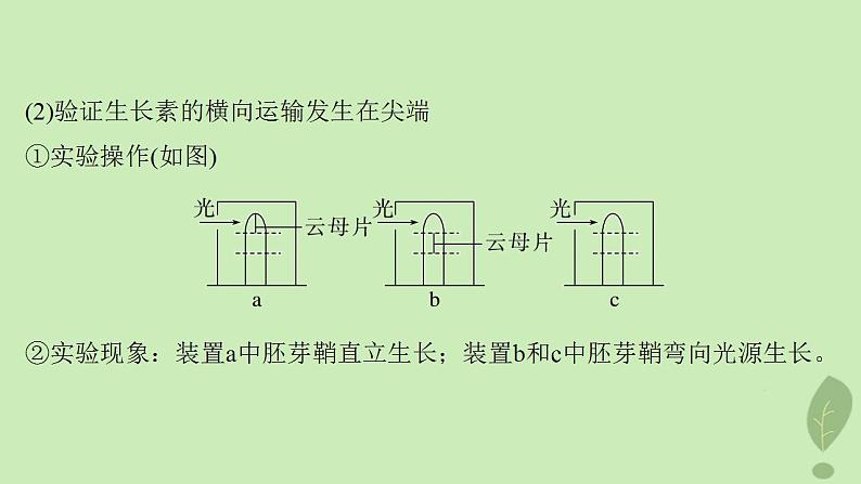 2024届高考生物一轮复习第八单元生命活动的调节微专题九植物激素调节的相关实验探究课件（苏教版）03