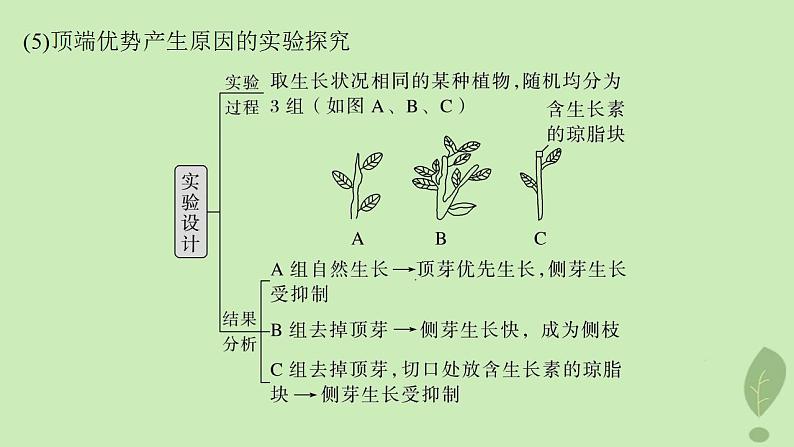 2024届高考生物一轮复习第八单元生命活动的调节微专题九植物激素调节的相关实验探究课件（苏教版）06