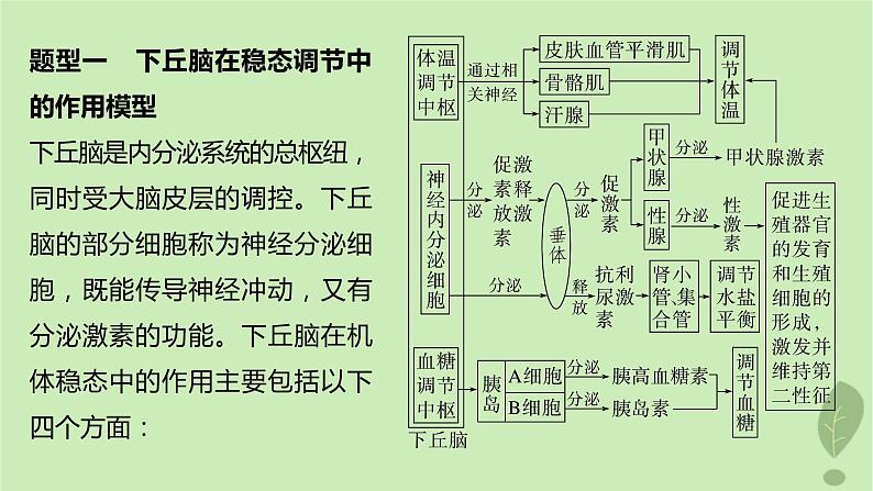 2024届高考生物一轮复习第八单元生命活动的调节微专题八动物生命活动调节模型的构建和分析课件（苏教版）02