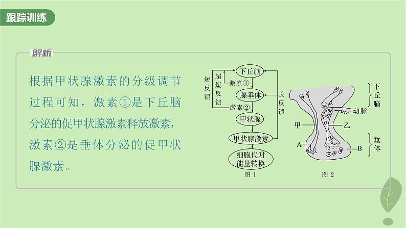 2024届高考生物一轮复习第八单元生命活动的调节微专题八动物生命活动调节模型的构建和分析课件（苏教版）08