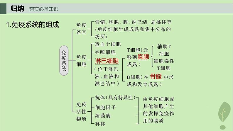 2024届高考生物一轮复习第八单元生命活动的调节第6课时人体的免疫应答课件（苏教版）04