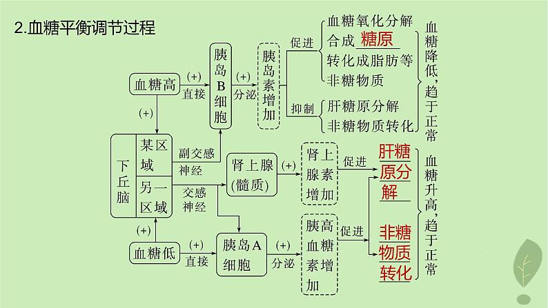 2024届高考生物一轮复习第八单元生命活动的调节第5课时血糖平衡水盐平衡和体温稳定的调节课件（苏教版）第5页