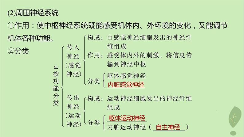 2024届高考生物一轮复习第八单元生命活动的调节第1课时神经调节的结构基础及动作电位的产生和传导课件（苏教版）第5页