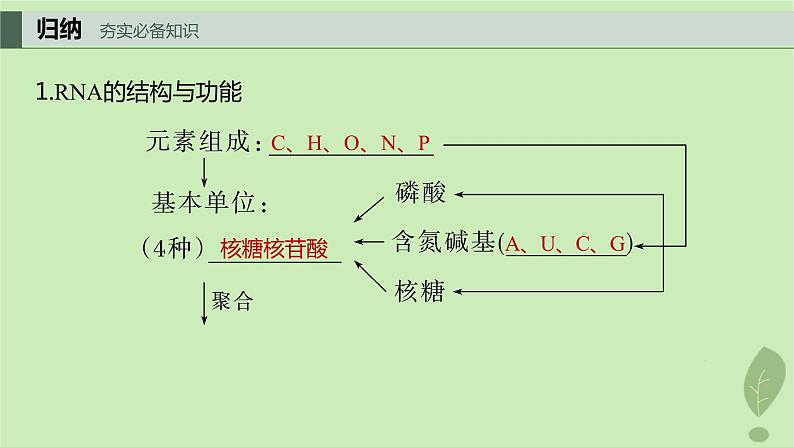 2024届高考生物一轮复习第六单元遗传的分子基础第4课时DNA通过RNA指导蛋白质合成课件（苏教版）03