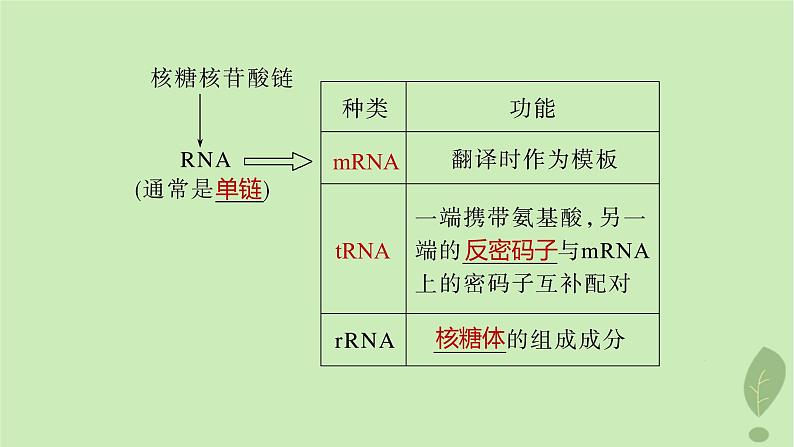 2024届高考生物一轮复习第六单元遗传的分子基础第4课时DNA通过RNA指导蛋白质合成课件（苏教版）04