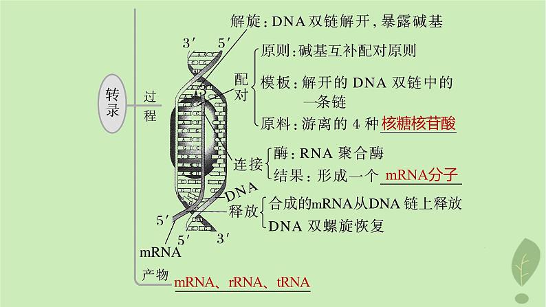 2024届高考生物一轮复习第六单元遗传的分子基础第4课时DNA通过RNA指导蛋白质合成课件（苏教版）06