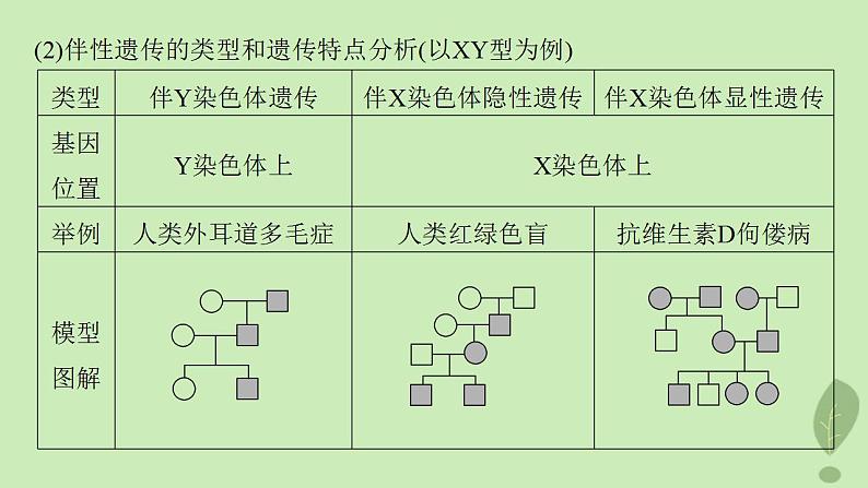 2024届高考生物一轮复习第五单元基因的传递规律第6课时伴性遗传及人类遗传病课件（苏教版）05